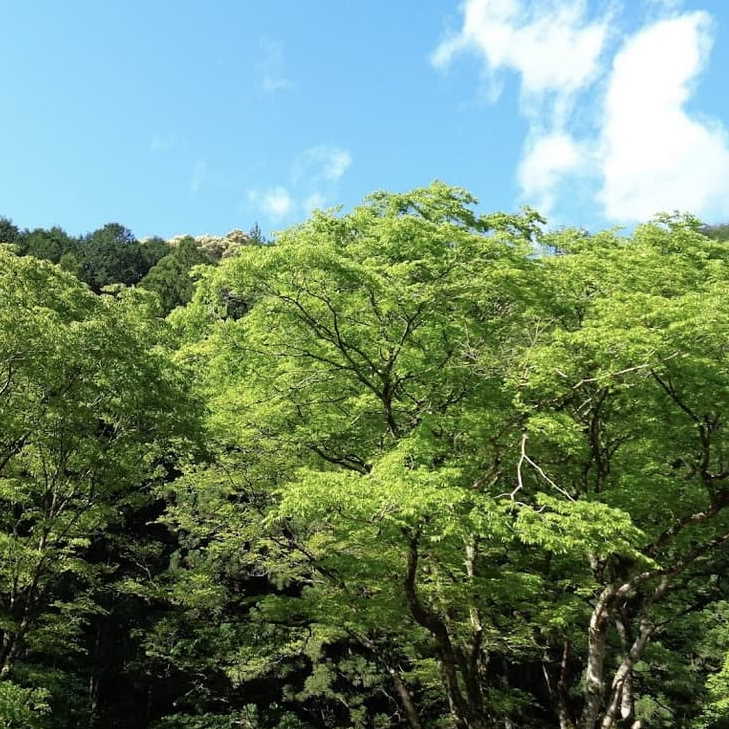 あてらの森の山側